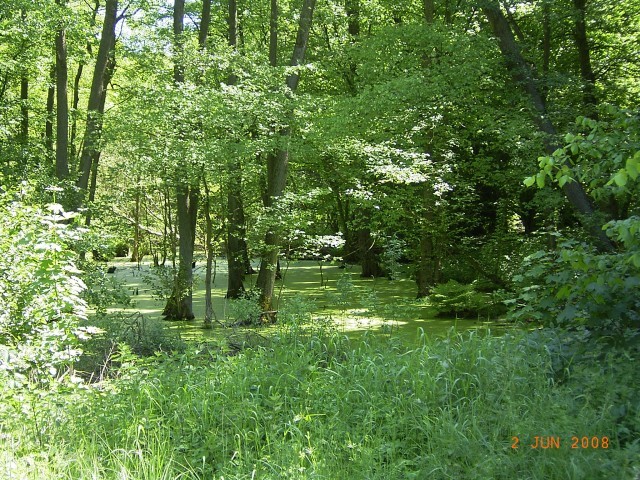 Naturschutzgebiet Korswandt-Wolgastsee